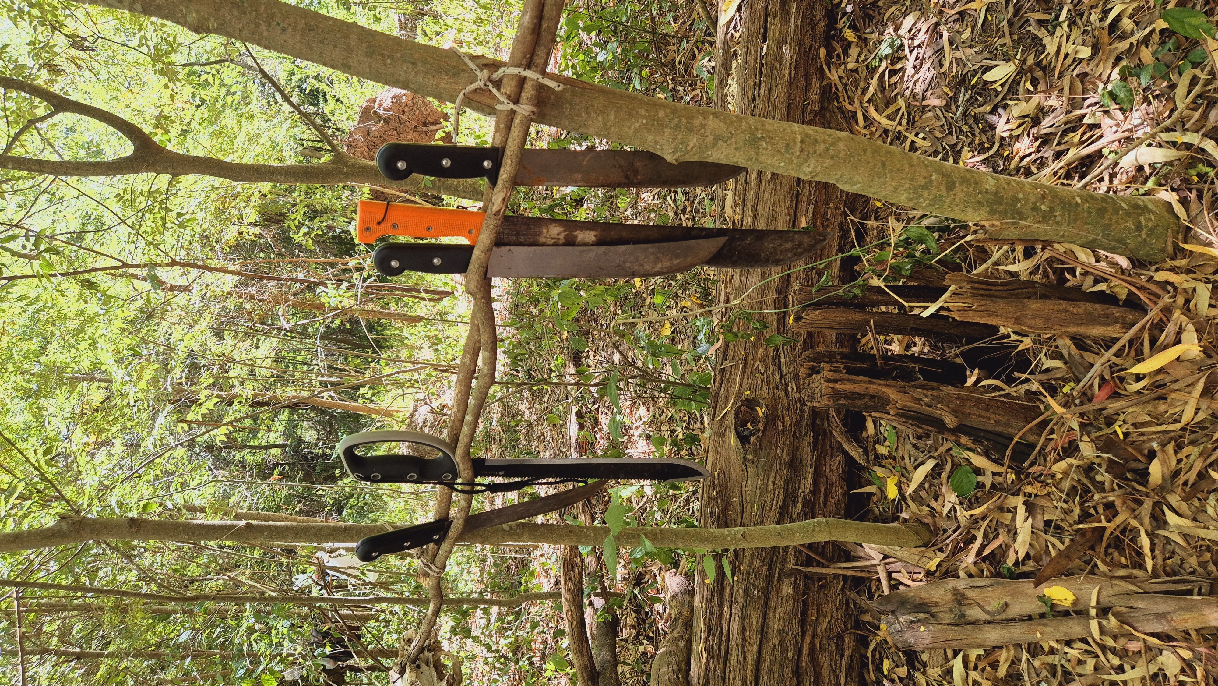 Imagen de la actividad