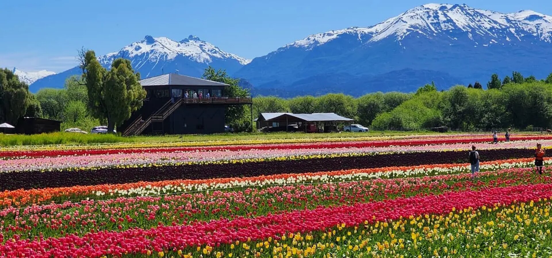 Tulipanes de Trevelin desde Bariloche